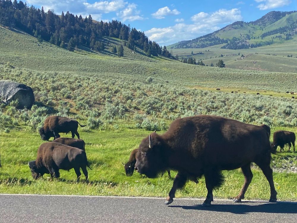 bison in Yellowstone