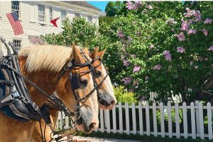 Horses in front of a lilac bush on Mackinac Island Things to Know for a First Visit to Mackinac Island