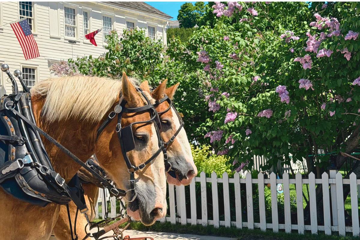 Horses in front of a lilac bush on Mackinac Island Things to Know for a First Visit to Mackinac Island